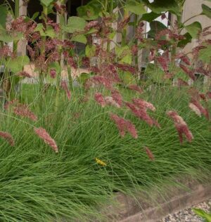 Многогодишна уникална синьо-зелена трева за слънце с розови цветове - Ornamental melinis Savanah