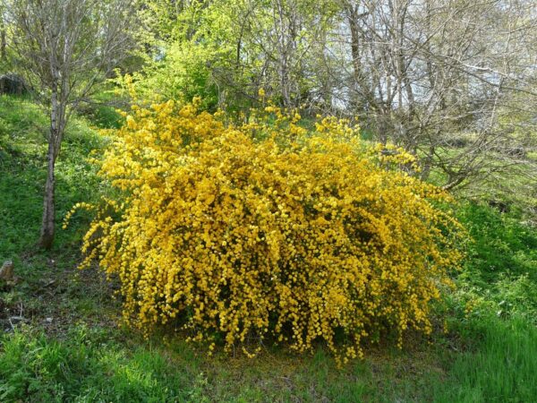 Керия зимоустойчив многогодишен храст не е капризен - Kerria japonica