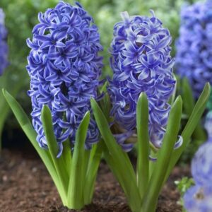 Зюмбюл синьо-лилав с бял кант за саксия и домашно отглеждане - Hyacinthus Blue Jacket