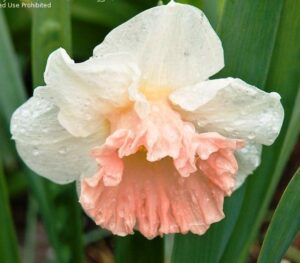 Нарцис с розова лула много траен - Narcissus Accent