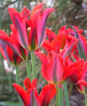 Лале двуцветно със здраво стъбло - Tulip Pimpernel