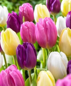 Лале триумф смес с дълъг живот в градината - Tulip triumph mix