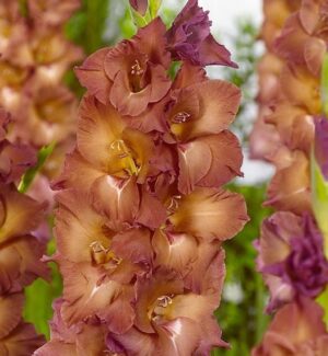 Гладиол двуцветен лилаво с кафяво Циганско лято - Gladiolus Indian summer
