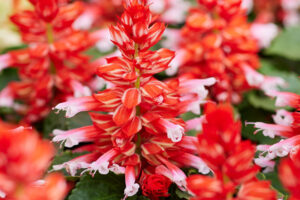 Салвия момиче от корицата двуцветна червена - Salvia splendens cover girl