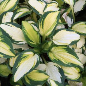 Хоста Джорджия подходяща и за сиксии - Hosta Georgia sweetheart Хоста Джорджия подходяща и за сиксии - Hosta Georgia sweetheart