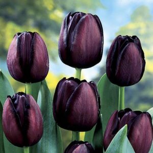 Най-красивото черно лале супер едроцветно Кралицата на нощта - Tulip Queen of the night