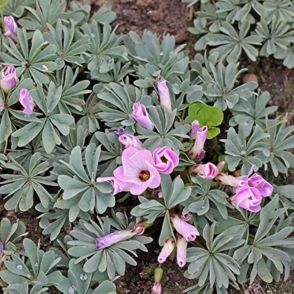 Оксалис най-зимоустойчив почвопокривен за алпинеуми и градини - Oxalis adenophylla