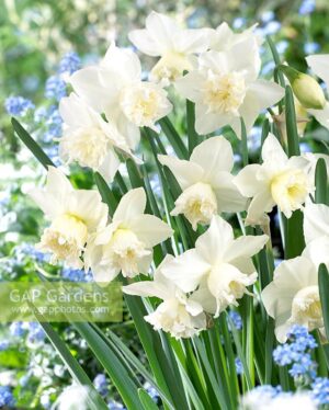 Нарцис ароматен многоцветен тройното чудо не изчезва - Narcissus white marvel