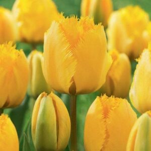 Ароматно ярко жълто лале Кристална звезда - Tulip Crystal star Ароматно ярко жълто лале Кристална звезда - Tulip Crystal star