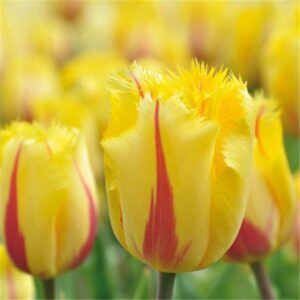 Лале ресничесто Фламинго с едър цвят и дълъг цъфтеж - Tulip fringed yellow