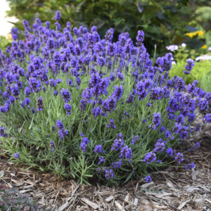 Лавандула зимоустойчива против вредители в градината разсад - Lavender angustifolium