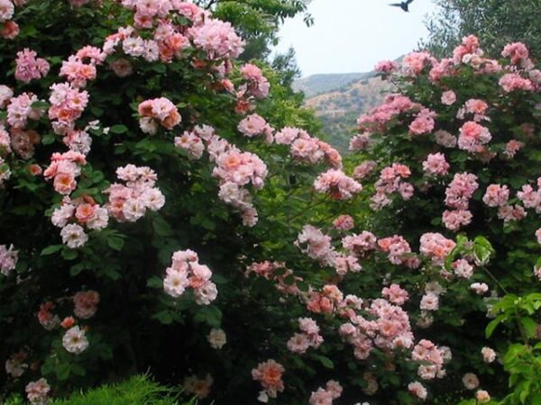 Най-Ароматната Роза Невинна утрин Увивна цъфти цяло лято - Rose CLAIR MATIN