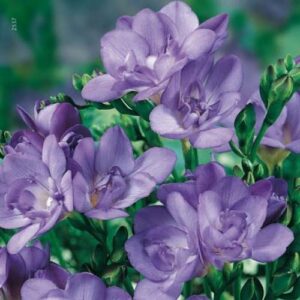 Фрезия синьо лилава кичеста аромат за Вашата стая - Fresia double giant blue