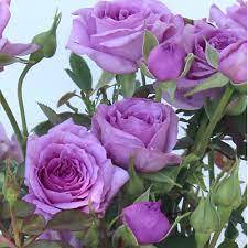 Роза храстовидна ароматна пурпурно лилава в саксия - Rosa violet
