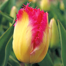 Лале с огромен цвят жълто с розово ресничесто -Tulip Auxerre