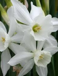 Троен ароматен нарцис Талия с цвят на Орхидея - Narcissus Thalia