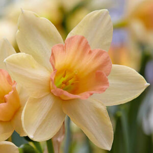 Нарцис чаровен и троен срамежливата лейди - Narcissus blushing lady