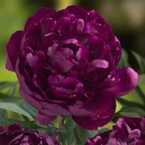 Шеметно красив кичест Божур Питър Бранд - Paeonia Peter Brand Шеметно красив кичест Божур Питър Бранд - Paeonia Peter Brand