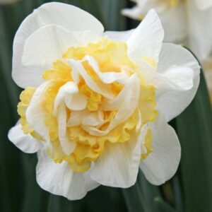 Кичест нарцис посоката на запад с 10 см цвят - Narcissus westward