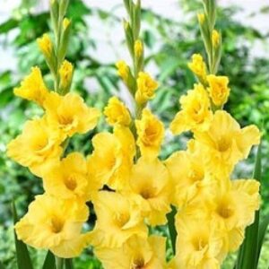 Гладиол наситено жълто нова лукс - Gladiolus Nova lux