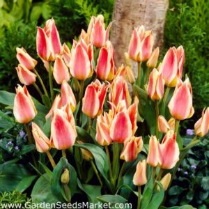 Лале тройно не изчезва през годините - Tulip Quebec Лале тройно не изчезва през годините - Tulip Quebec