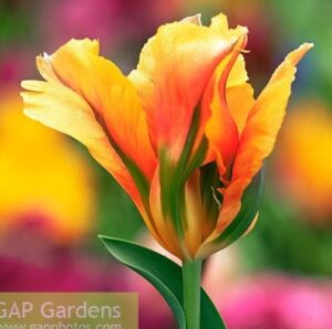 Многогодишно лале Носител на медал Златен артист не изчезва - Tulip golden artist
