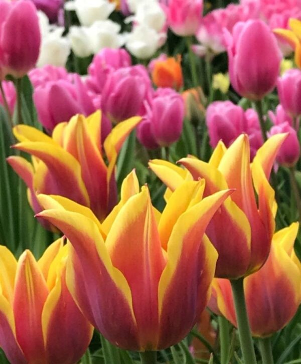 Лале лилиевидна Сонет - Tulip lily Sonnet