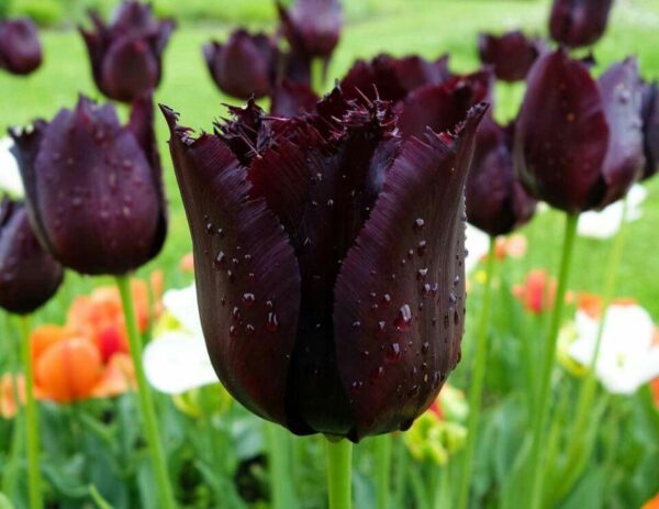 Лале тъмно лилаво ресничесто на името на холандския художник - Tulip Vincent Van Gofh