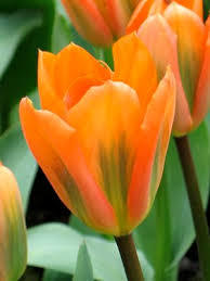 Лале оранжевият император не изчезващо през годините - Tulip orange emperor