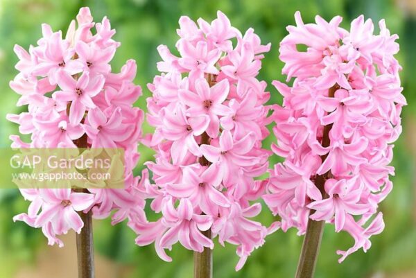 Ароматен зюмбюл розова изненада - Hyacinthus pink surprise