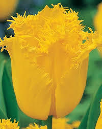 Лале златна пролет с огромен цвят - Tulip hamilton
