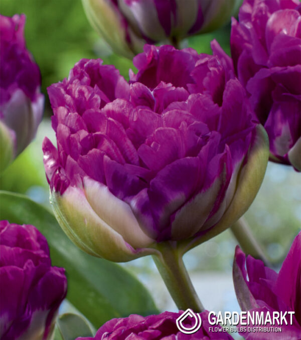Лале Уау ексклузивно кичесто лилаво и ароматно - Tulip Wow