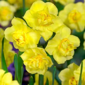 Нарцис ароматен не изчезва с тройни цветове - Narcissus yellow cheerfulness