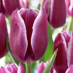 Лале с голям 12 см цвят двуцветно лилаво с бяло - Tulip Librije