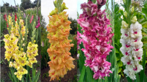 Гладиол къдрав папагалски супер едри цветове смес - Gladiolus mix Гладиол къдрав папагалски супер едри цветове смес - Gladiolus mix