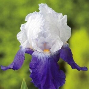 Ирис ароматен и не изчезващ смущаващо красив в бяло и синьо- Iris Arpege