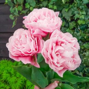 Лале божуресто Мечтател в преливащи розови тонве - Tulip Dreamer 3 Лале божуресто Мечтател в преливащи розови тонве - Tulip Dreamer 3