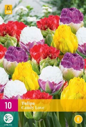 Лале Бонбонена любов микс от най-екстравагантни сортове - Tulip candy love