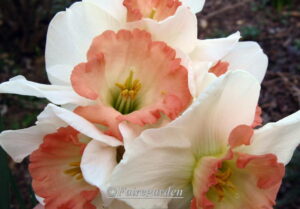 Нарцис с розова къдрава лула - Narcissus Salome
