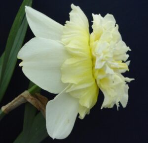 Нарцис Ледения крал с кичест кремаво бял цвят - Narcissus ice king