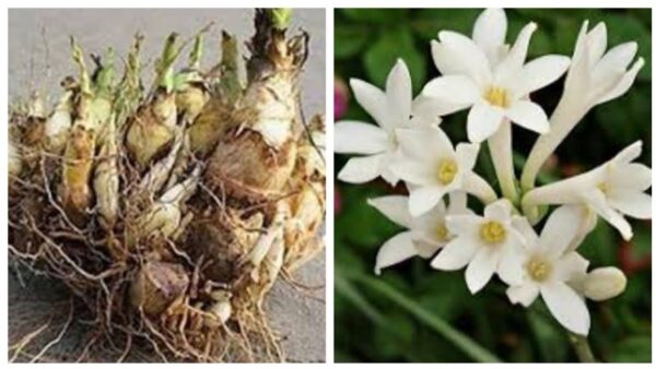 Полиантес тубероза аромат за Вашата тераса и градина - Polianthes tuberosa