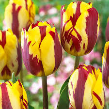 Лале най-шареното многогодишно Хелмар - Tulip Helmar