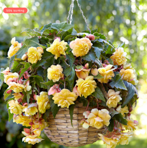 Единствената ароматна и висяща бегония огнен пламък - Begonia odorosa yellow flame Единствената ароматна и висяща бегония огнен пламък - Begonia odorosa yellow flame