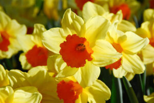 Нарцис с огромен 12 см. цвят и червена лула не изчезва през годините - Narcissus Red Devon