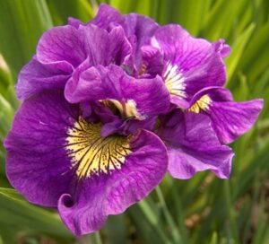 Най-кичестият ирис Двоен стандарт в лилаво-розово - Iris sibirica Double Standart Най-кичестият ирис Двоен стандарт в лилаво-розово - Iris sibirica Double Standart