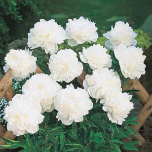 Божур силно ароматен с кичести бели цветове - Paeonia double white
