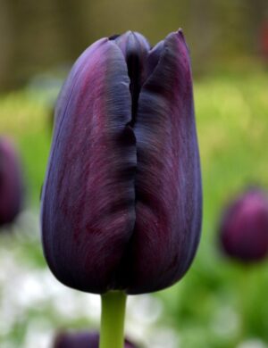 Най-красивото черно лале супер едроцветно Кралицата на нощта - Tulip Queen of the night