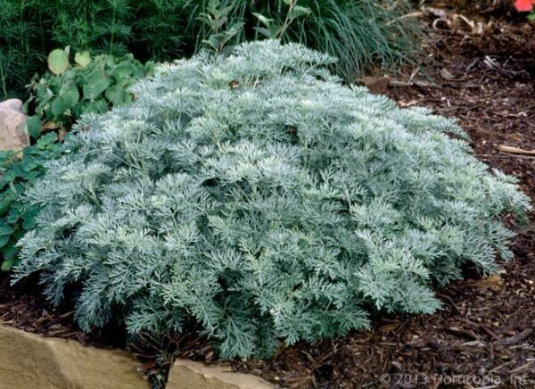 Пелин ароматно многогодишно билка и като декоративно - Artemisia absinthium Silverado
