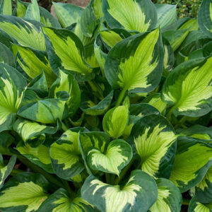 Хоста Хълк най-контрастно шарена и накъдрена - Hosta ‘Colored Hulk’ Хоста Хълк най-контрастно шарена и накъдрена - Hosta ‘Colored Hulk’