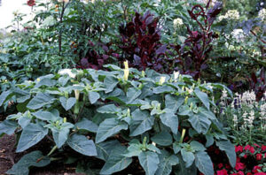 Датура екзотична и драматична в градината с ароматни 20 см цветове - Datura metel Belle Blanche